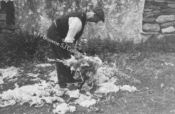 MAN SHEARING SHEEP